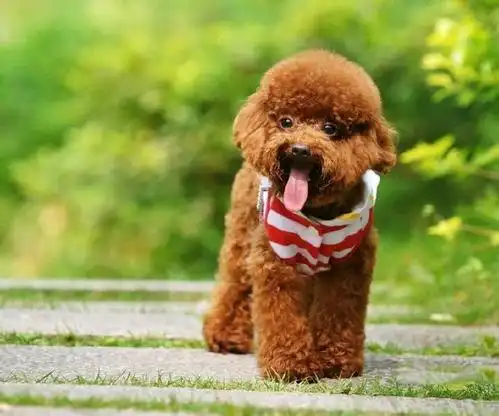 泰迪狗的特点是什么