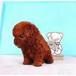 重庆出售泰迪价格重庆哪里出售纯种泰迪狗重庆卖泰迪犬