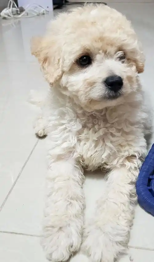 广州泰迪比熊领养