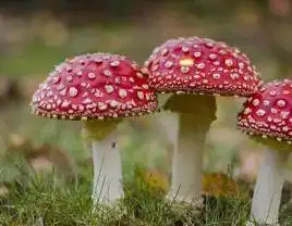 多人中招,路边的野花你不要采