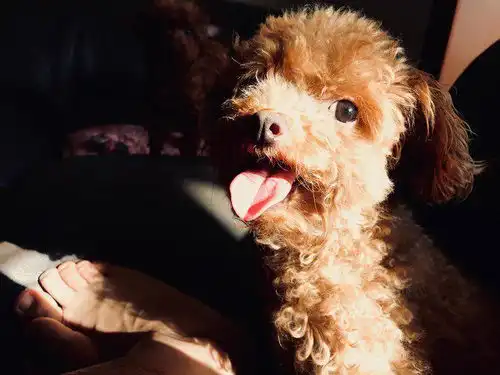 泰迪狗狗怎么训练定点大小便