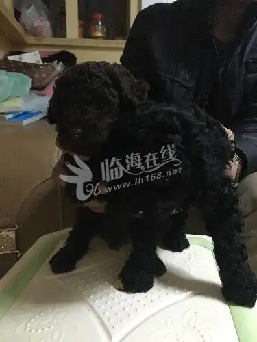 出售泰迪小狗