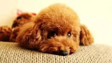 关于这种狗狗要怎么养,你知道吗