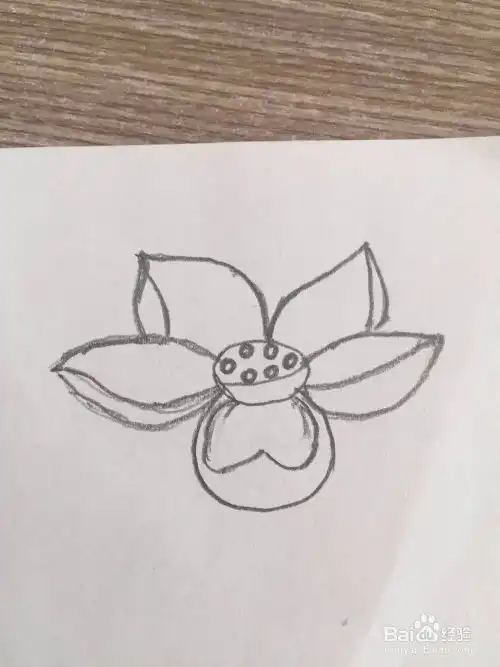 简笔画荷花的画法步骤