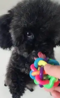 纯种泰迪狗狗找新主人