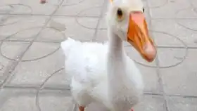 狗鹅之战,谁与争锋