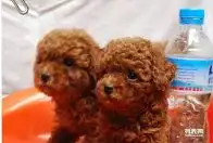 高品质纯种泰迪犬幼犬疫苗做全泰迪狗狗小体型