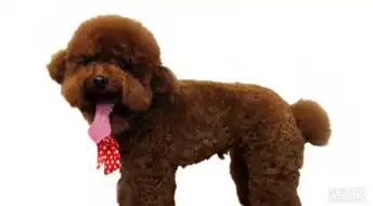 泰迪狗贵宾犬棕色转让出售
