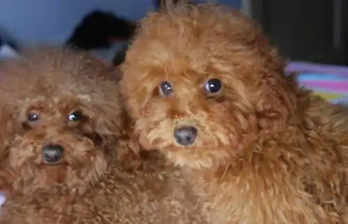 养泰迪犬的注意事项