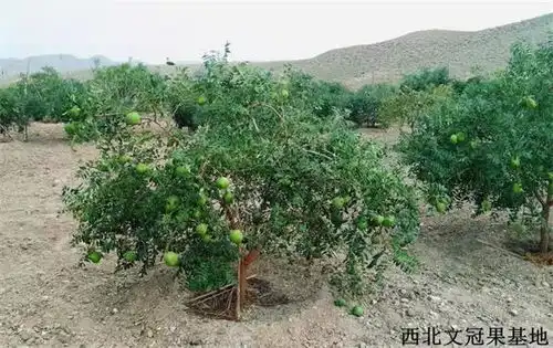 百公里越野赛21人遇难的景泰极端天气,培育出抵御任何恶劣气候的文冠果好种苗