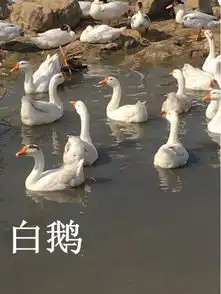 绵阳成品肉鹅最近收购价绵阳哪里有收购成年大白鹅