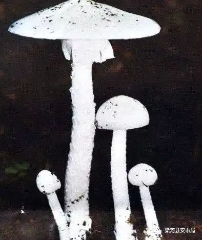 关于预防食用野生菌中毒预警的公告