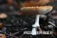 云南野生菌中更毒的是白伞伞和灰伞伞,你知道吗