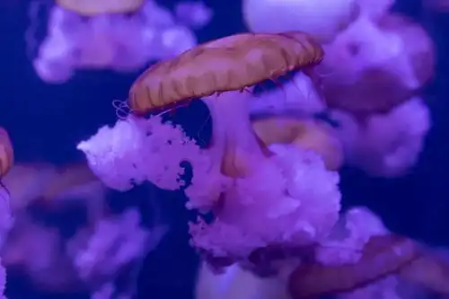 海底世界儿童节欢乐大放送听讲座送水母宝宝,学线上课程赢奖品