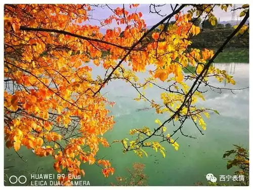 秋色渐浓时,最美黄河秋景