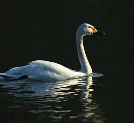 小天鹅太湖降临小天鹅