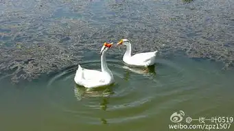 为什么江南把鹅叫戆鹅