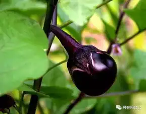 茄子矮生四季豆,阳台上种一起产量就翻倍,吃不完送台长
