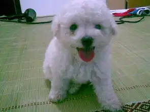 我的狗狗是泰迪熊犬还是比熊犬