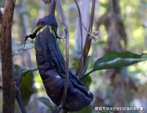 老话说秋败茄子似毒药,秋败丝瓜胜良药,有道理吗涨知识了