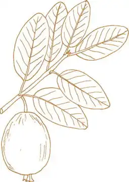 茄子矢量图标设计模板下载设计素材素材下的植物花草设计模板