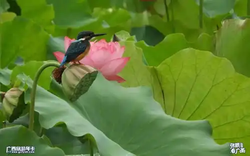 太美了靖西鹅泉百亩荷花盛开,等你流连藕花深处广西旅游年卡
