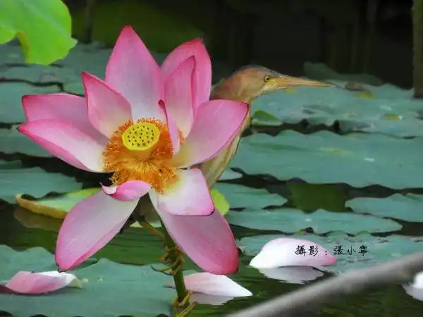 广西这处避暑胜地的荷花又开啦
