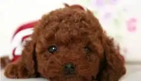 个人家养您想买一只纯种健康泰迪狗吗价格合理哦