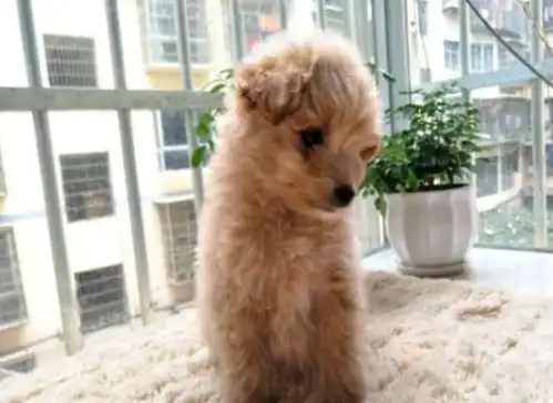 泰迪狗狗感冒了怎么办