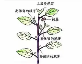 茄子如何提高坐果率有问必答