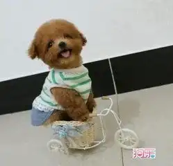 泰迪狗咳嗽是感冒了吗泰迪狗咳嗽怎么办