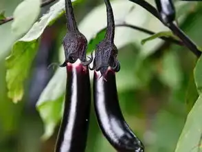萌萌菜心闯关记