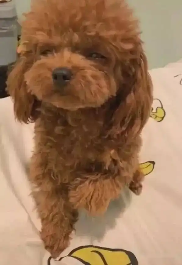 小泰迪狗尿床了,主人让狗狗罚站,狗狗的反应笑翻了