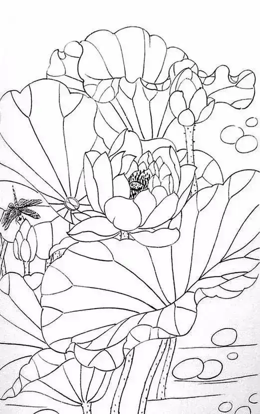 10种花的100张素描线稿图分享简单易学可上色