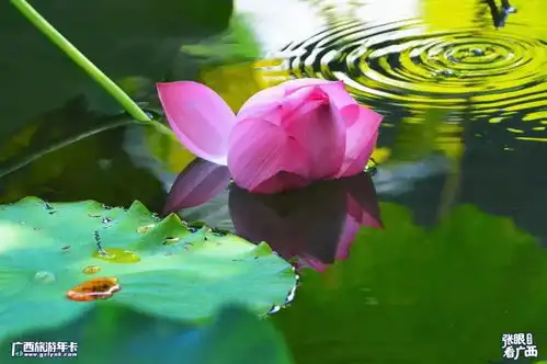 太美了靖西鹅泉百亩荷花盛开,等你流连藕花深处广西旅游年卡