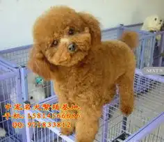 标题出售纯种玩具型泰迪熊幼犬,保证纯种健康,自家狗场