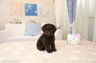 泰迪狗狗拉肚子呕吐是什么原因该怎么办