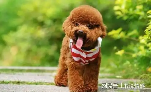 弃养率最高的几种狗,原因太让人心疼了