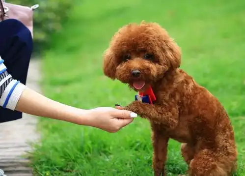 为什么泰迪犬在中国这么受欢迎,都是这5个因素就决定的
