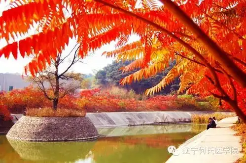 大家好,给大家介绍一下,这是沈阳最美高校秋景