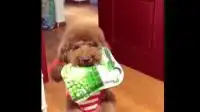 2只泰迪狗狗罚站