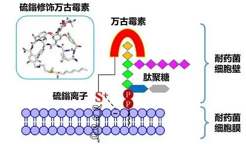 上海药物所研发新型硫鎓修饰糖肽抗生素