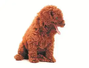 现实版忠犬八公不少见主要靠嗅觉认路回家