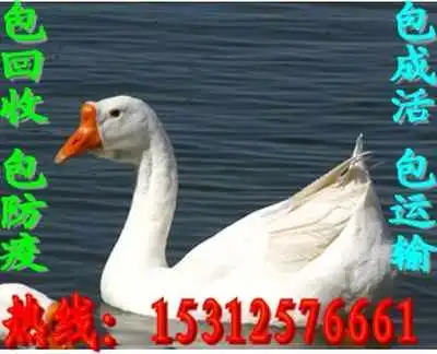 嘉峪关鹅苗格