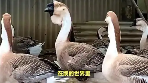狮头鹅鹅头天价拍卖,为何养殖者却步
