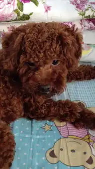 我家泰迪狗最近总是眼泪汪汪的以前没注意过请问要紧吗养过请回答