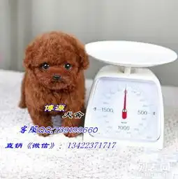 韩系血统微小体泰迪熊自家繁殖保健康迷你泰迪狗