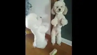 泰迪犯错被罚站