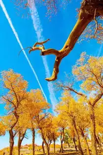 等一个人,陪我去南疆