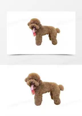 泰迪素材泰迪图片泰迪素材图片下载熊猫办公